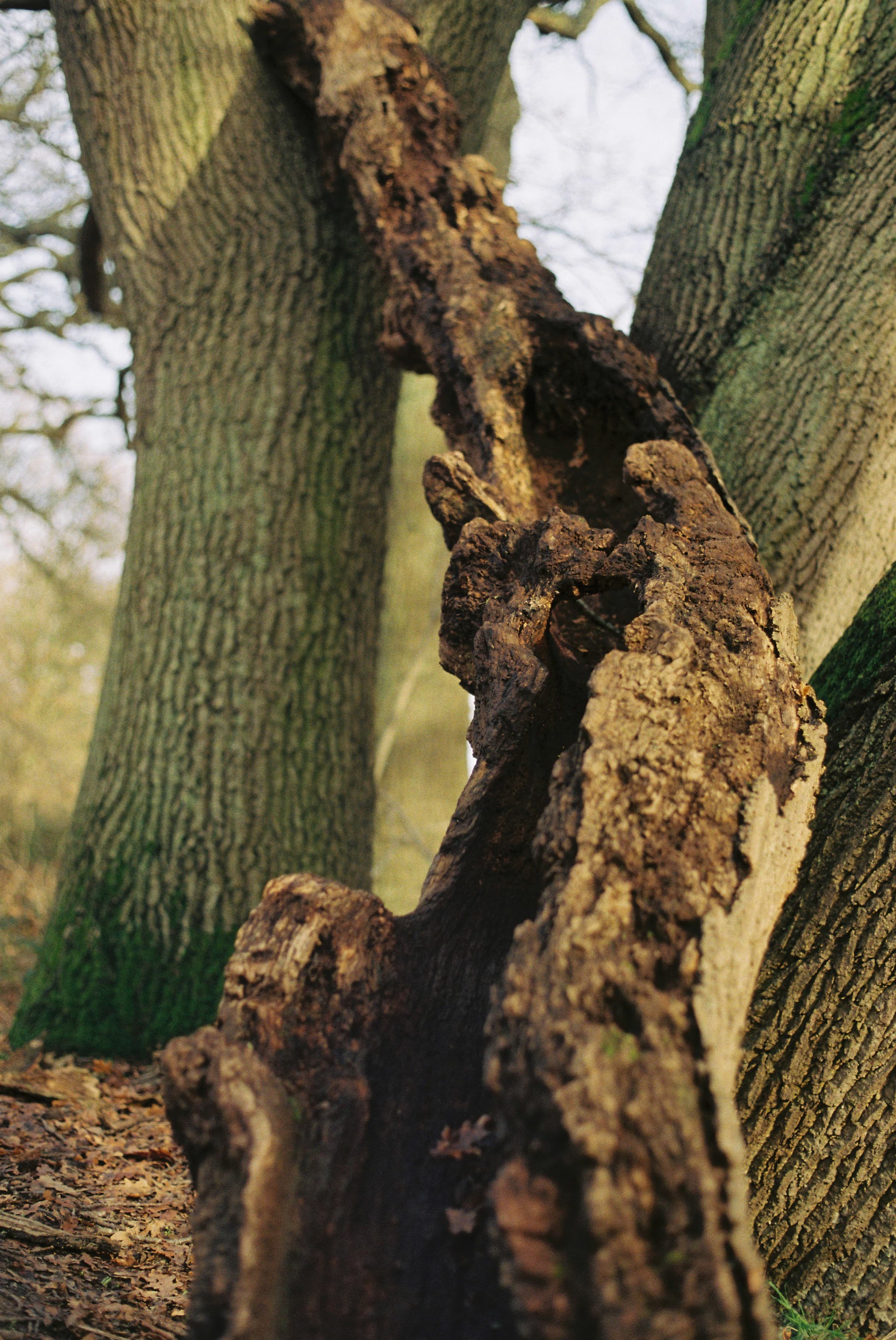 Climb the tree however twisted